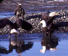 Four eagles on Chilkat River